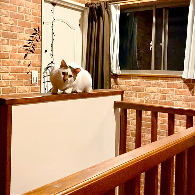butachanさんの実例写真