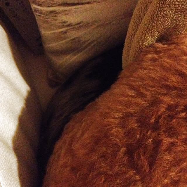 Kikoさんの実例写真