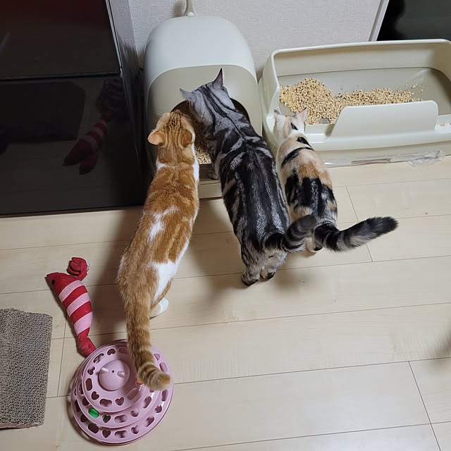 KimmieMouseさんの実例写真