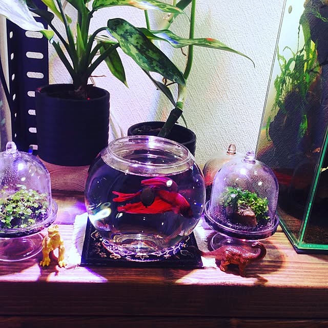 huge1031さんの実例写真