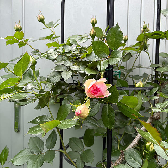 nannoさんの実例写真