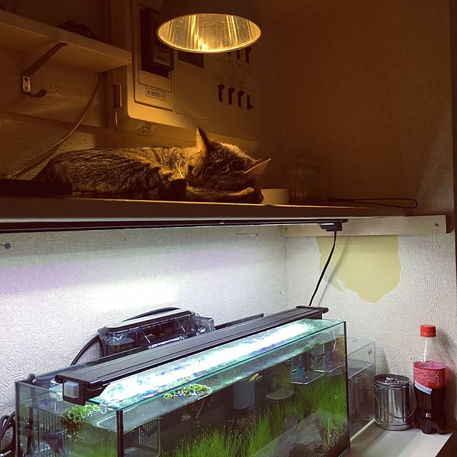 noboru_9さんの実例写真