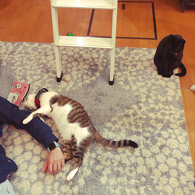 jijiさんの実例写真