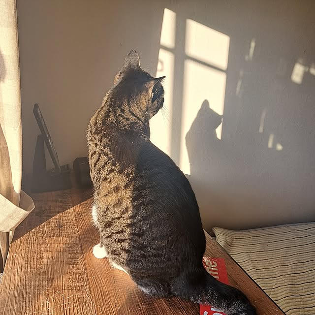 shinoさんの部屋