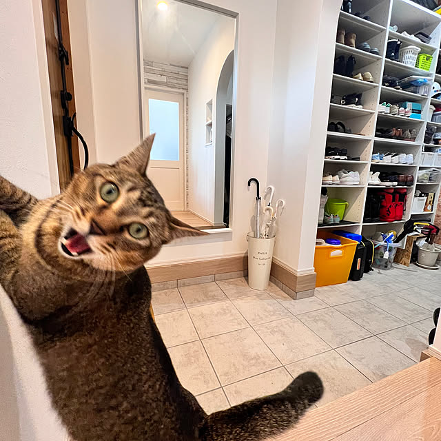 IKEA/ネイビーの家/ねこのいる日常/猫と暮らす/猫と暮らす家...などのインテリア実例 - 2023-05-17 09:31:33