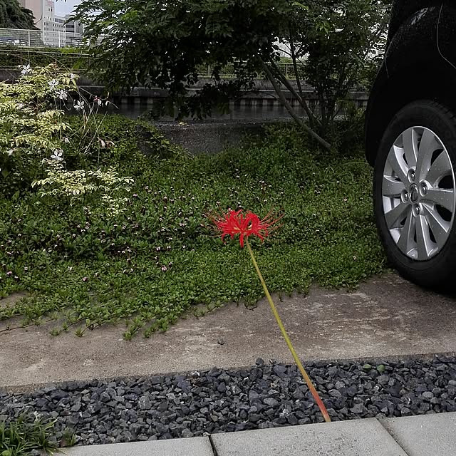 1ldksさんの実例写真