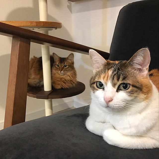 puniyumiさんの実例写真