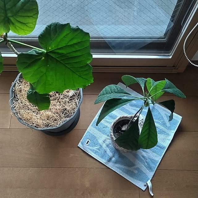 sakiさんの実例写真