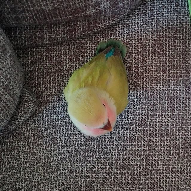 yukkieさんの実例写真