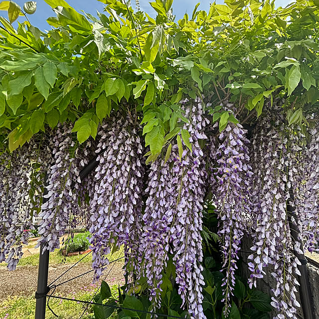 cyaroさんの部屋