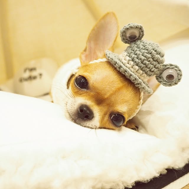 mariさんの実例写真