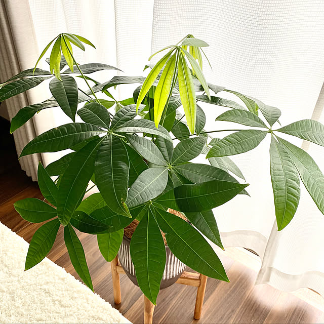 mi_h02さんの実例写真