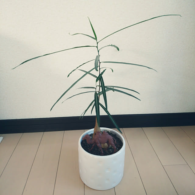 keyさんの実例写真