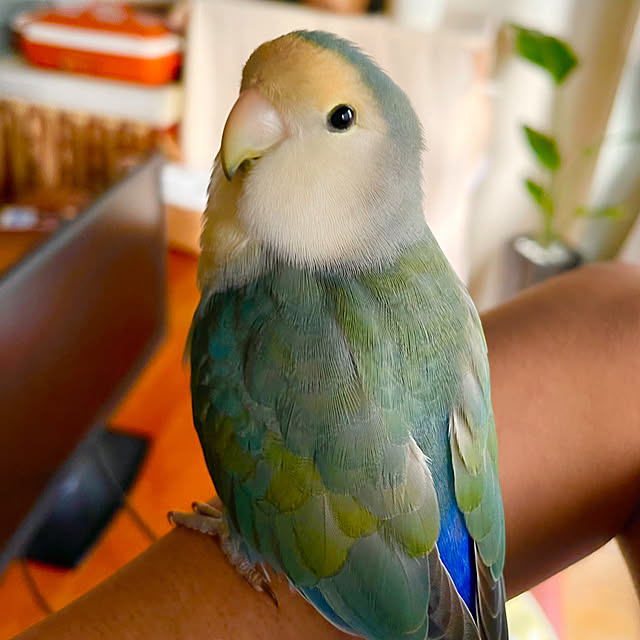 MARIN0315さんの実例写真