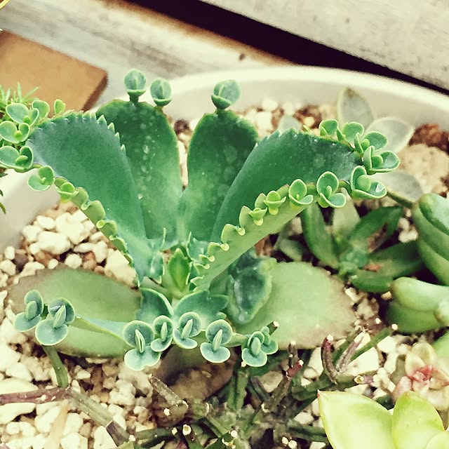 HannaGreenさんの実例写真