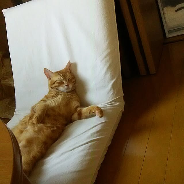 Shinobuさんの実例写真