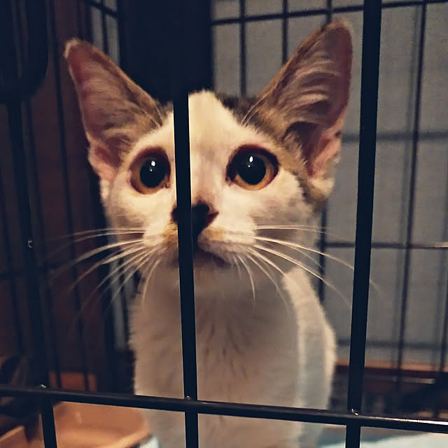 annさんの実例写真
