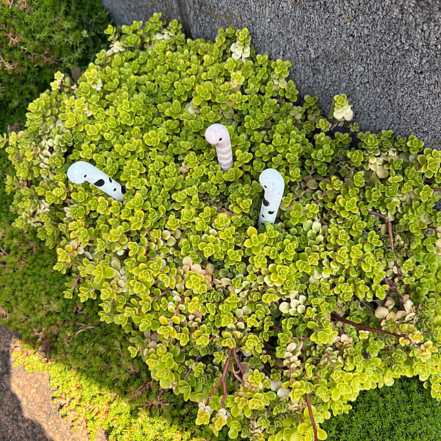 nannoさんの部屋