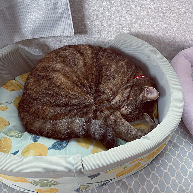 chiiさんの実例写真