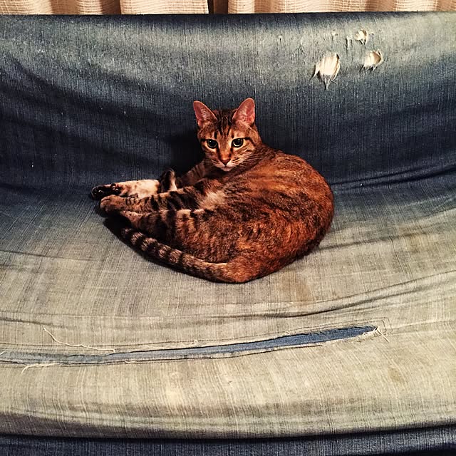 bowbowcoさんの実例写真