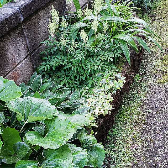 arioさんの実例写真