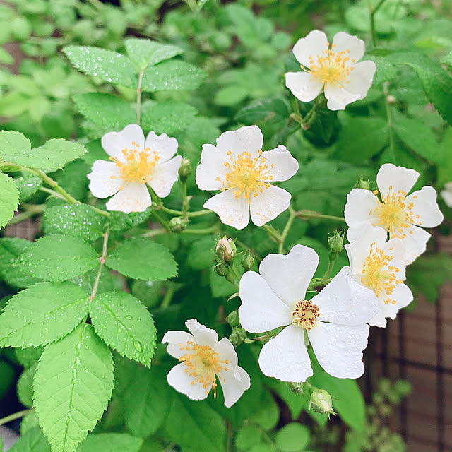 nannoさんの実例写真
