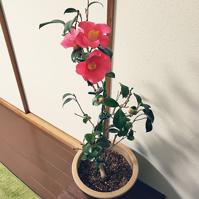 K0417-M0604さんの実例写真