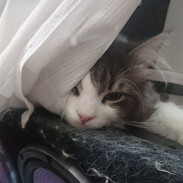shinobuさんの実例写真