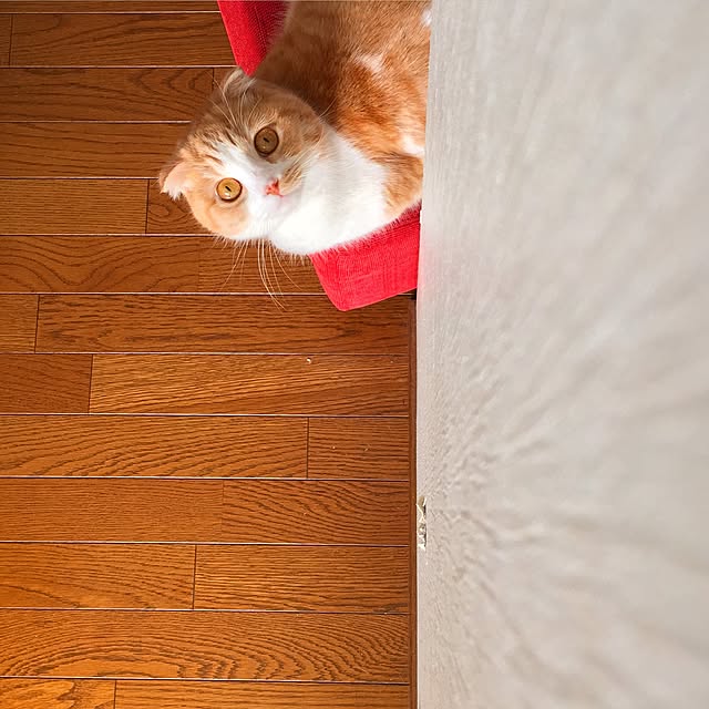 mochiさんの実例写真