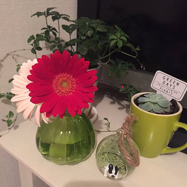 棚/観葉植物/雑貨のインテリア実例 - 2016-04-17 22:47:42