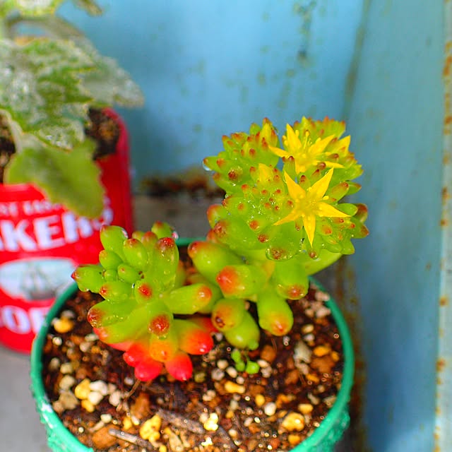 JILLの-多肉植物 seセダム 斑入りタイトゴメ 多肉植物 セダム 9cmポット 登録品種の家具・インテリア写真