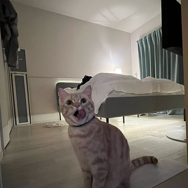 猫と暮らす家/ベッド周りのインテリア実例 - 2022-09-27 12:51:30