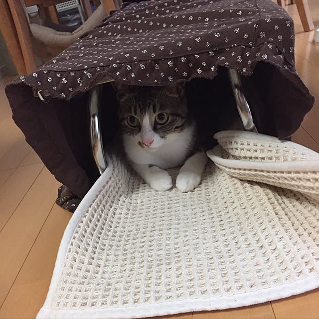 nyangyoさんの実例写真