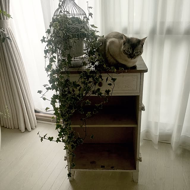 noelさんの実例写真