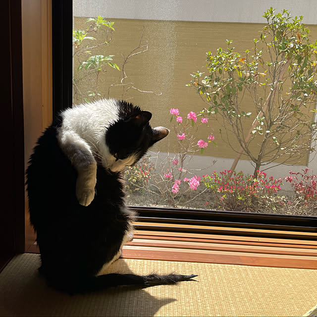 実例写真