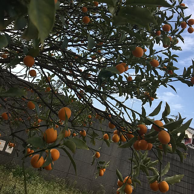 Norikoさんの実例写真