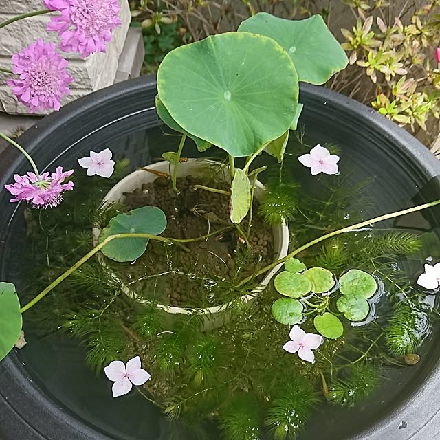 AZさんの実例写真