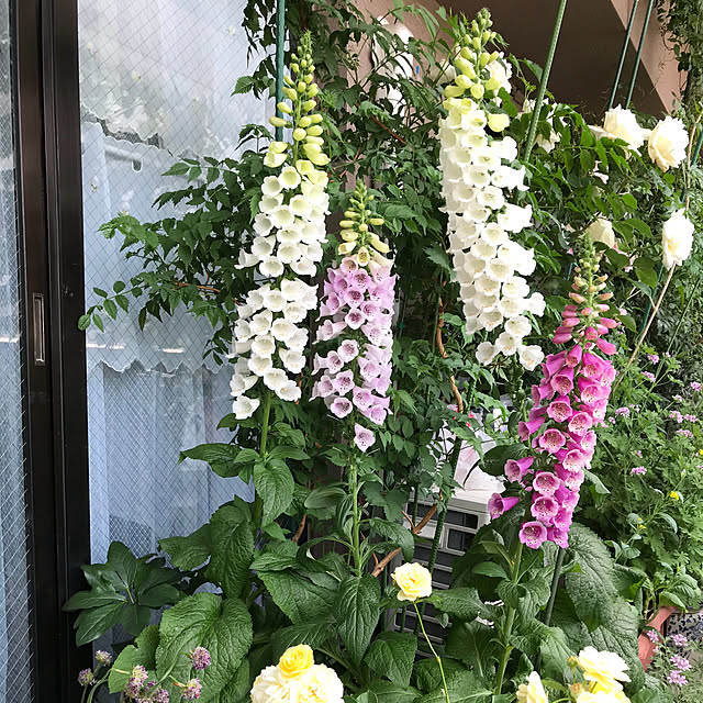 Masaさんの実例写真