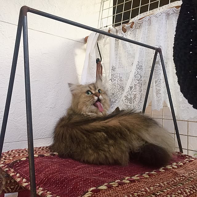 butachanさんの実例写真