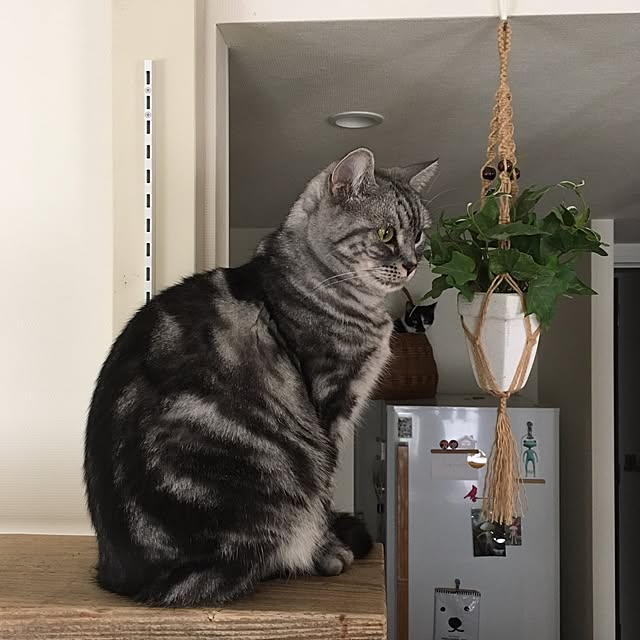 mikomaruさんの実例写真