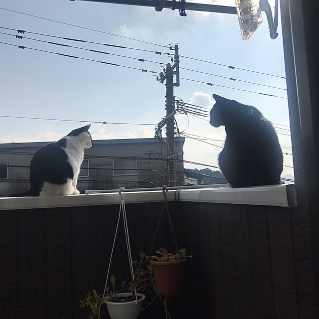 sanapyさんの実例写真