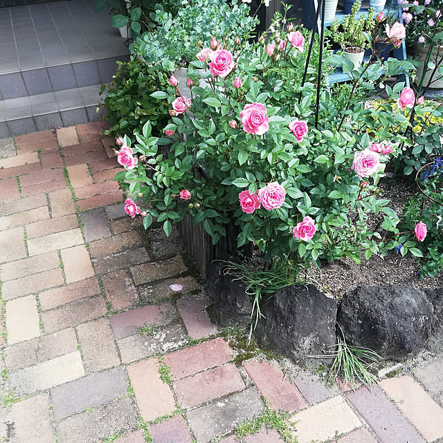 koikoiさんの実例写真