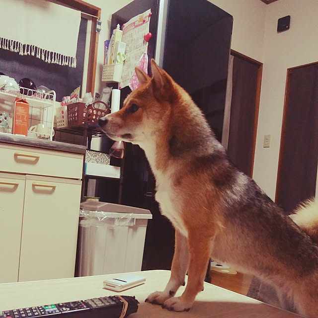mameさんの実例写真
