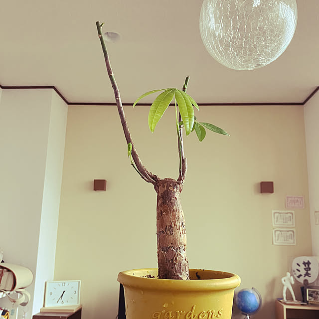 hikaruuさんの実例写真