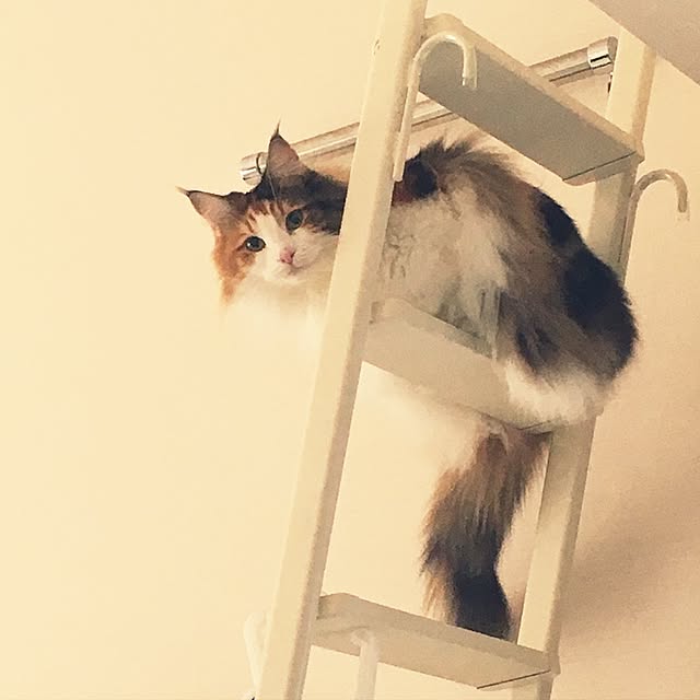 Tomokoさんの実例写真