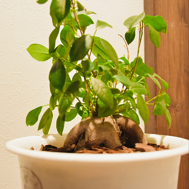 観葉植物/IKEA/リビングのインテリア実例 - 2021-05-29 05:07:37