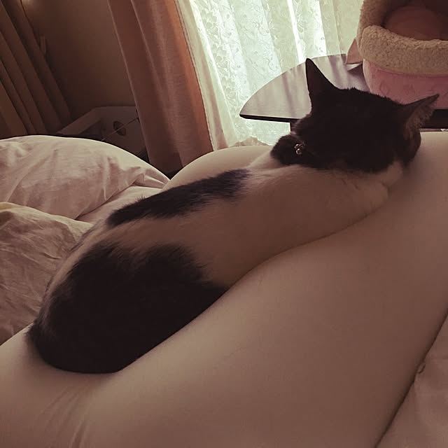 Shihoさんの実例写真