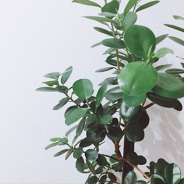 rururuさんの実例写真