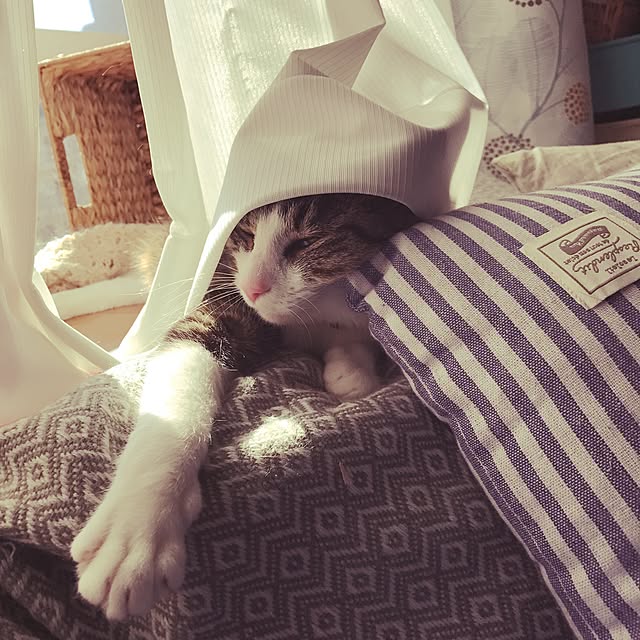 miruさんの実例写真