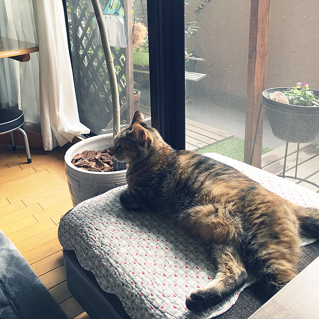 syutanさんの実例写真